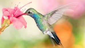 Život malých ptáků kolibříků a fotografií